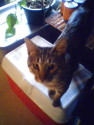 Avatar photo
